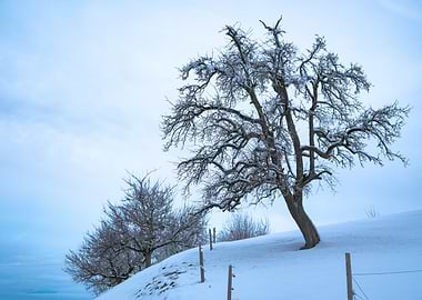 Tree In The Snow