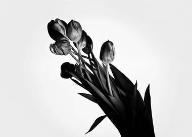 Black and white tulips