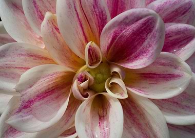 Dahlia Australia