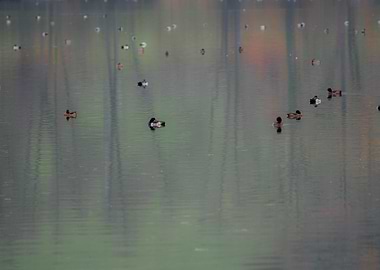 Ducks On Water