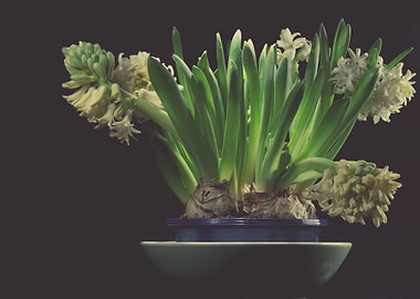 Beautiful flowers on black