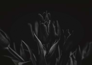 Mysterious Tulips on Black