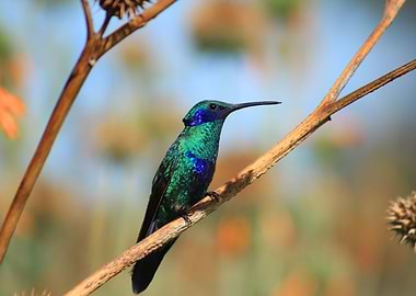 Humminbird on a Wildflower