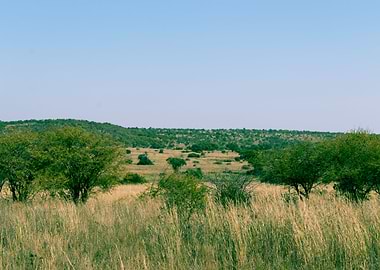 Landscape with trees