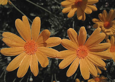 Two orange daisies