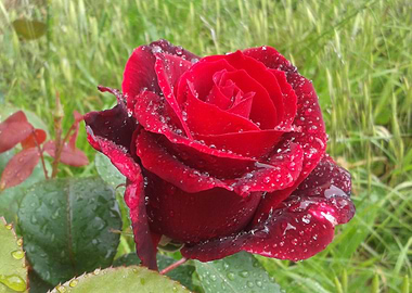 Red rose with dew drops 2