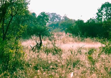 Morning light landscape