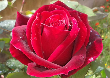 Red rose with dew drops 4