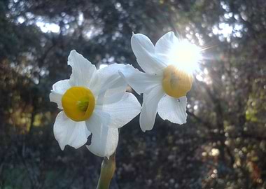 Daffodil kissed by the sun