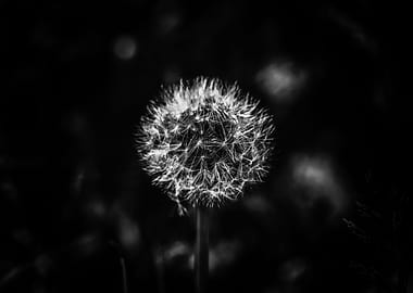 Subtle dandelion in black