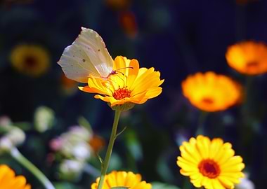 Nature and the Butterfly