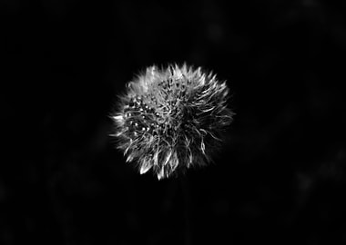Dandelion