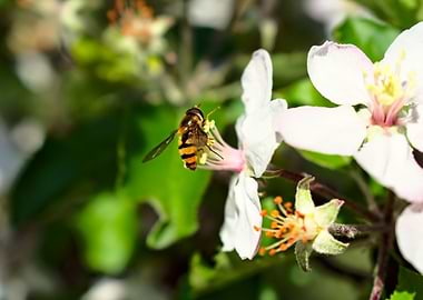 honey bee on a blossom