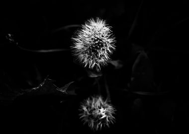 Subtle dandelion in black