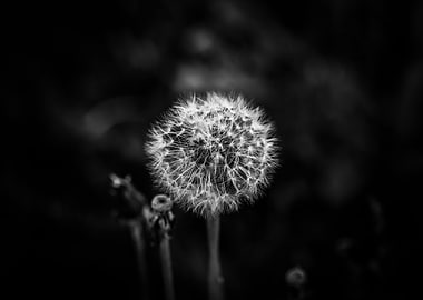 Subtle dandelion in black