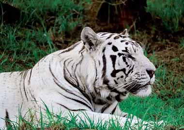White Tiger