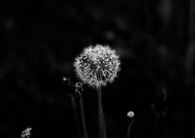 Subtle dandelion in black