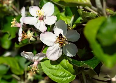 honey bee on a blossom