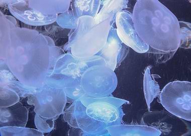 Jellies