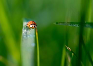 Ladybird on the grass