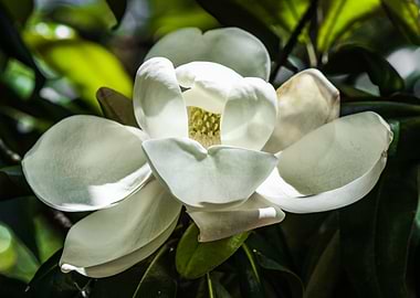 Magnolia in May