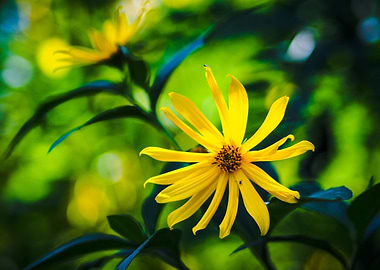 Yellow Flower