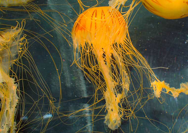 Yellow Jellyfish