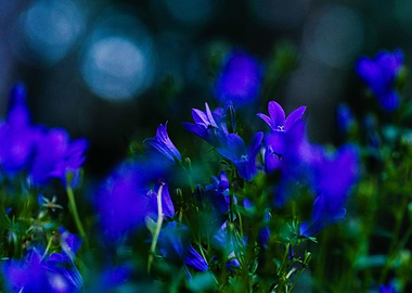 Indigo Flowers