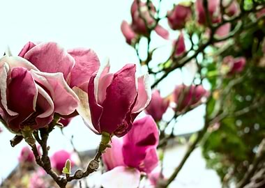 Magnolias in spring