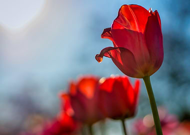 Tulips
