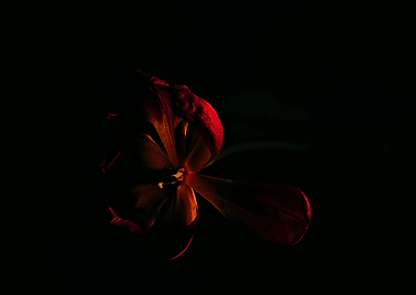 Tulip in dark