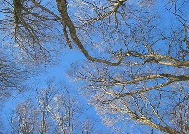 Look up to the skies