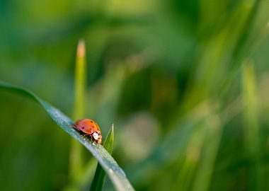 Ladybird on the grass