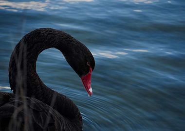 Black Swan