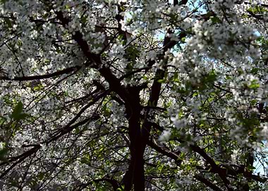 cherry blossom tree japan