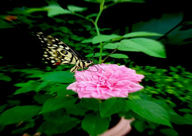 Butterfly on Rose