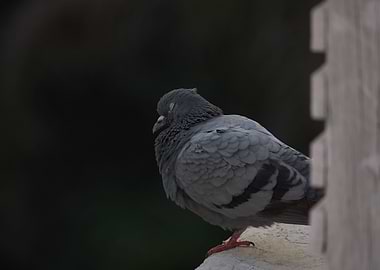 Tired Pidgeon