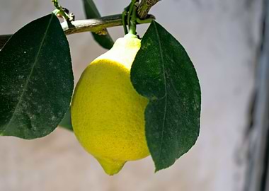 lemons