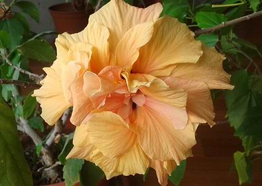 Light orange hibiscus
