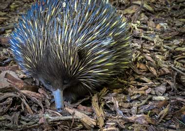 Echidna