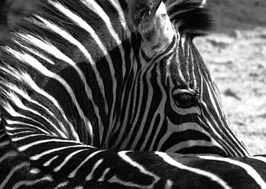 Zebra