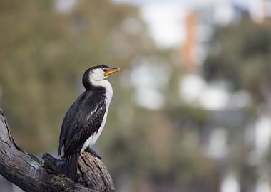 Lone Cormorant