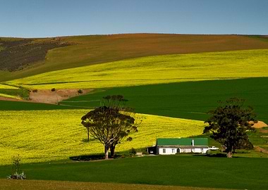 Canola Fields
