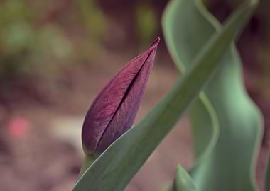 Tulip in garden