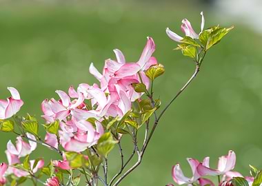 magnolia flower on tree