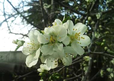 Plum blossom