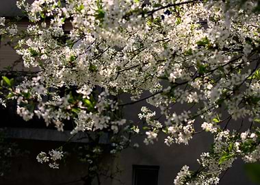cherry blossom tree japan