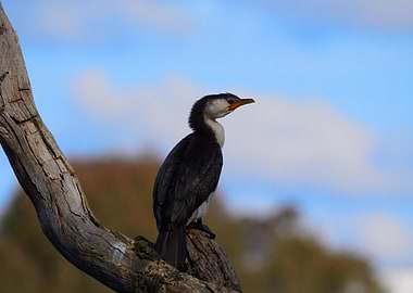 Cormorant