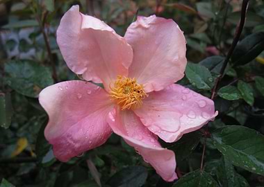 Mutabilis