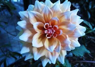 Light orange Dahlia